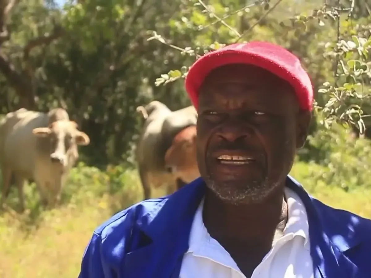 Still from Cattle marketing documentary